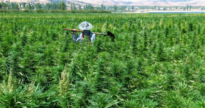 il-libano-vuole-legalizzare-la-cannabis-terapeutica-l'-angolo-di-phil-carmine.buccella-hezbollah-2