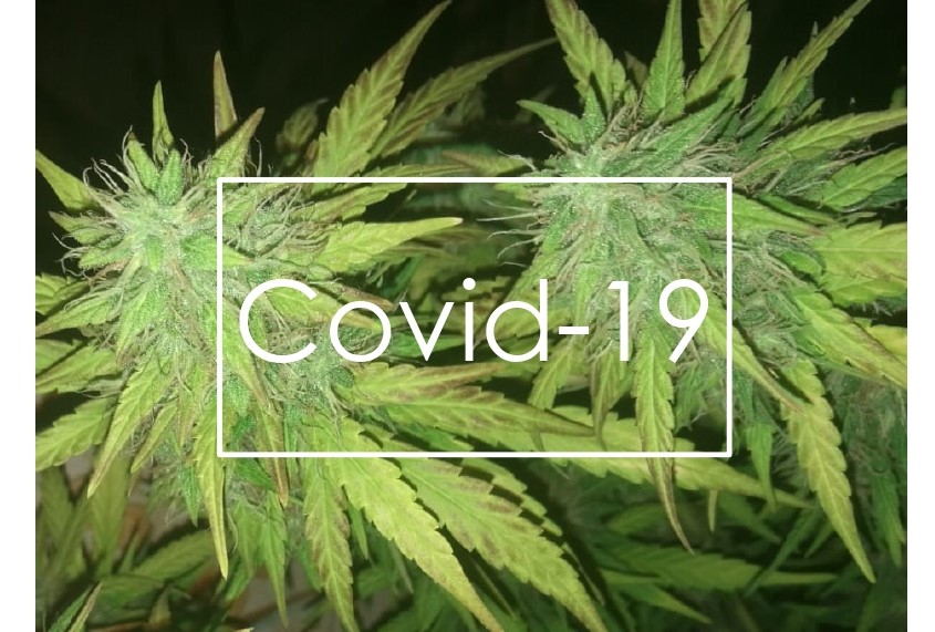 covid-19-mercato-cannabis-globale-l'-angolo-di-phil-carmine-buccella